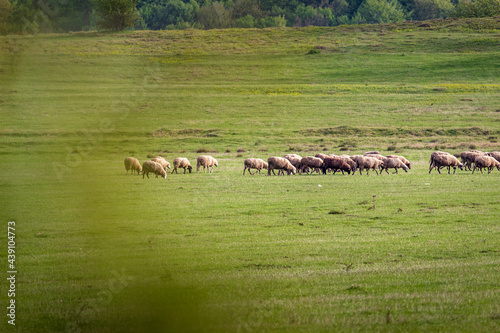 herd of sheep © Dimitar