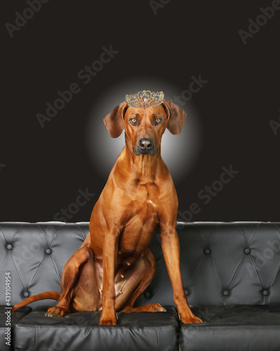 Portrait von Rhodesian ridgeback	