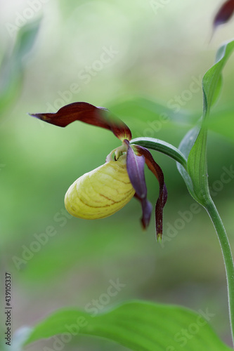 Seitenansicht Frauenschuh in Blüte 
