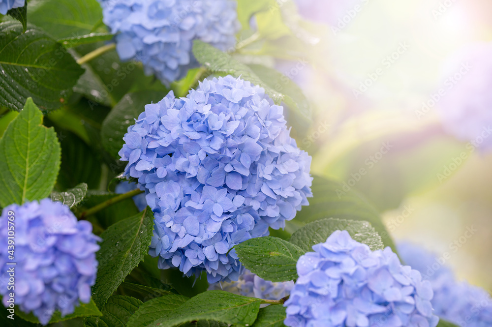 梅雨素材バナーで使いやすい雨上がりの紫陽花 アジサイ 1 コピースペースあり Stock Photo Adobe Stock 梅雨素材バナーで使いやすい雨上がりの紫陽花 アジサイ 1 コピースペースあり Stock Photo Adobe Stock