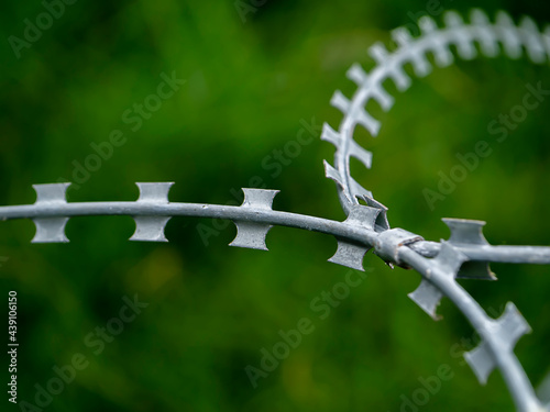 Close up the barb with blur grass background