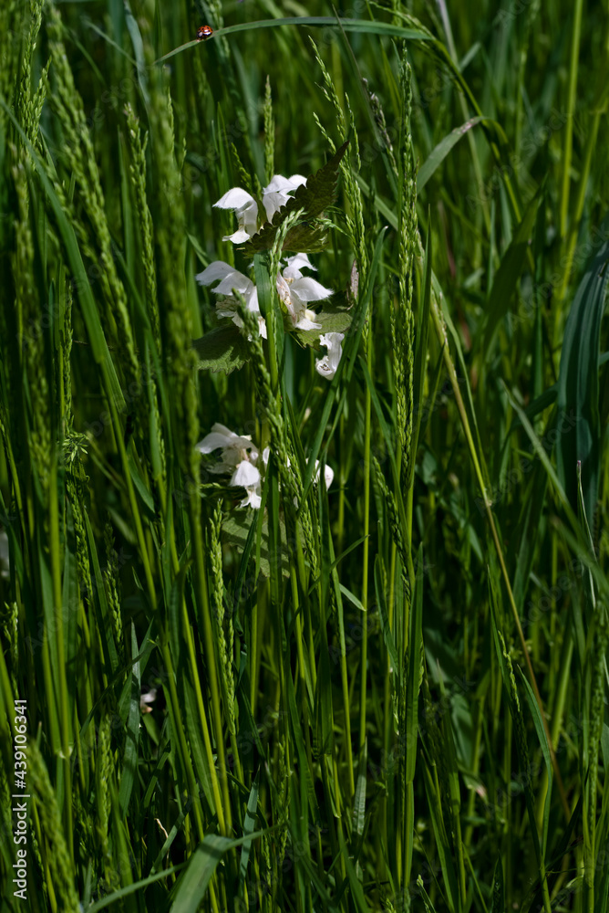 white nettle in tall green grass in the afternoon sun