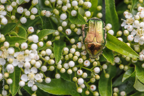 Rosenkäfer Cetoniinae auf Feuerdorn mit Blüten photo