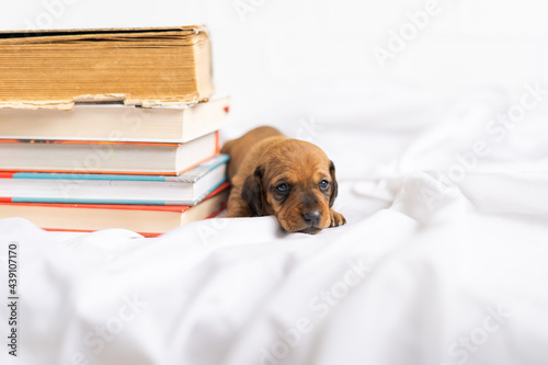 a small puppy and books