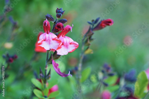 Close up photo of Salvia microphylla blends Greggii Royal Bumble flower photo