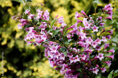 Wallpaper Mural Weigela flowers in garden. Pink blooming Weigela florida decorative shrub. Torontodigital.ca