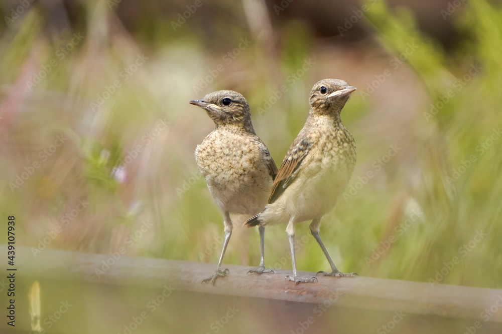 Fototapeta premium Meadow pipits couple