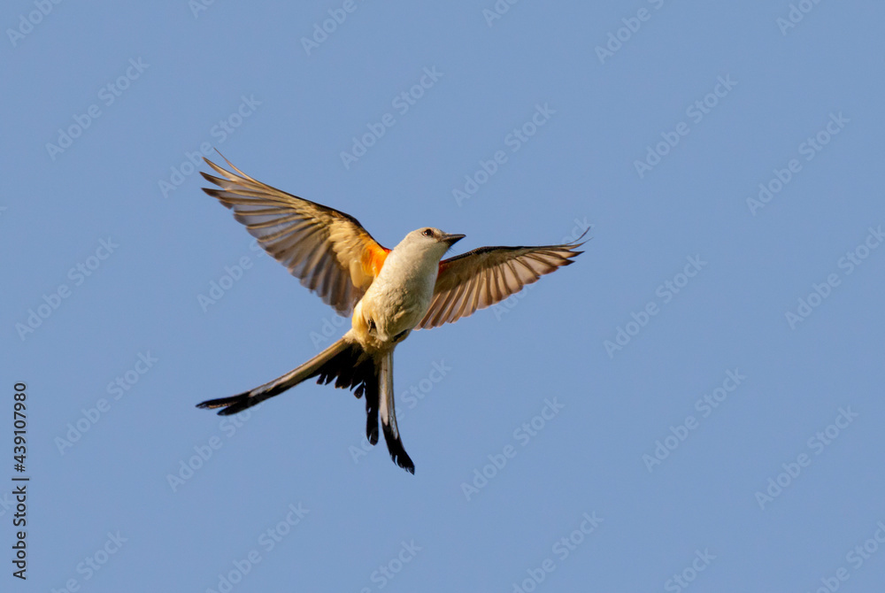 Obraz premium Scissor-tailed flycatcher (Tyrannus forficatus) flying in blue sky, Galveston, Texas, USA.