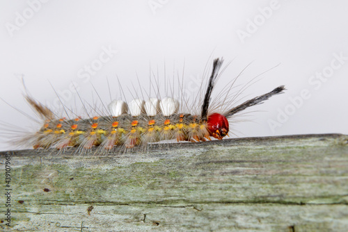 White-marked tussock moth (Orgyia leucostigma) caterpillar, Needville, Texas, USA. photo