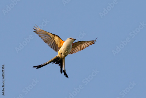 Scissor-tailed flycatcher (Tyrannus forficatus) flying in blue sky, Galveston, Texas, USA. © Ivan Kuzmin