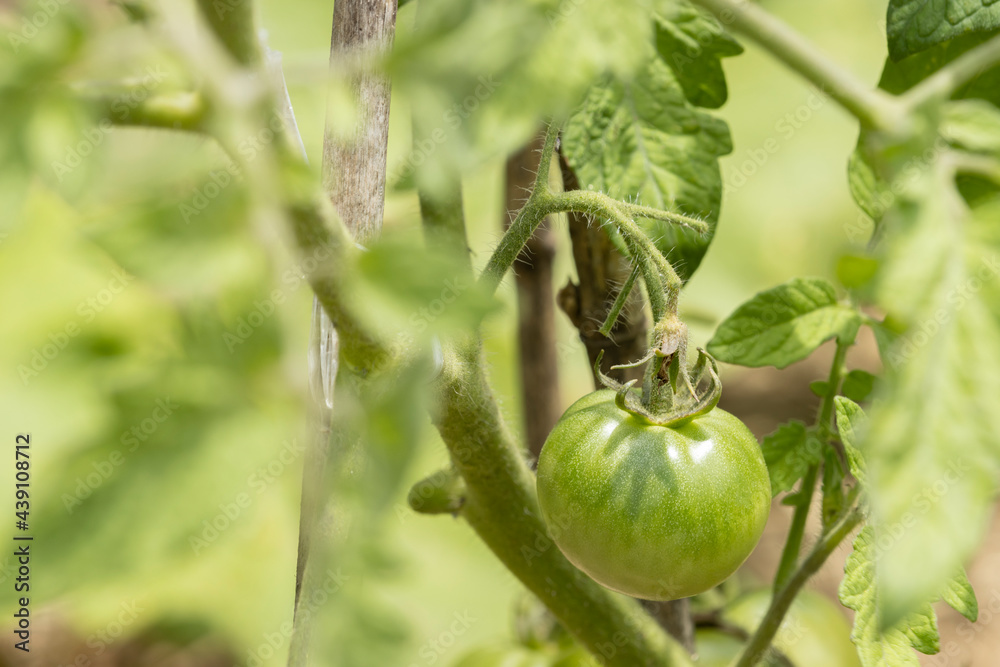 成長中で熟す前の緑色のトマト