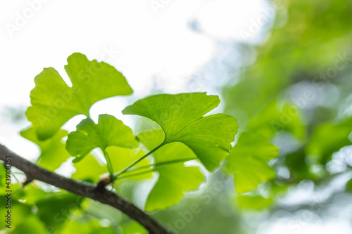 Brightly green leaves of Ginkgo biloba against a background of blurry foliage. Herbal medicine concept. Copy space. Soft focus.