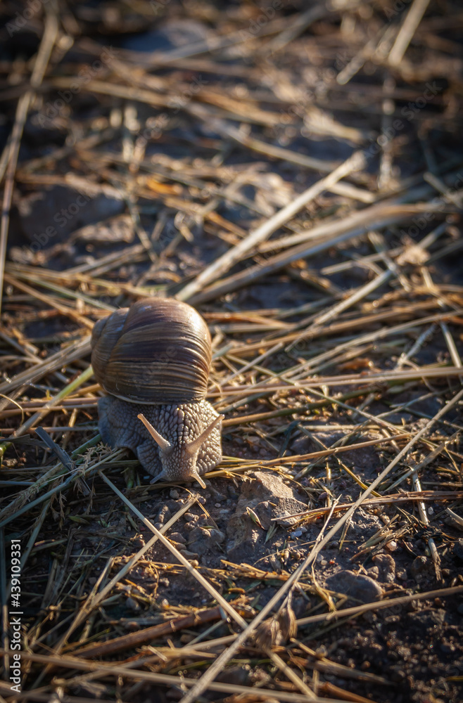 Big snail in the fields Big snail in the fields