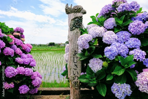 Wallpaper Mural 神奈川県開成町のあじさいの里 Torontodigital.ca