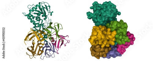 Obraz na plátně Structure of shiga toxin, B-chain pentamer and A-chain subunit (green), 3D carto