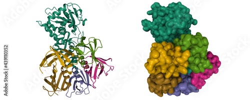 Structure of shiga toxin, B-chain pentamer and A-chain subunit (green), 3D cartoon and Gaussian surface model, white background photo