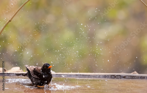 Common blackbird (Turdus merula) male bird sitting near water body to take bath in the forest of Sattal.