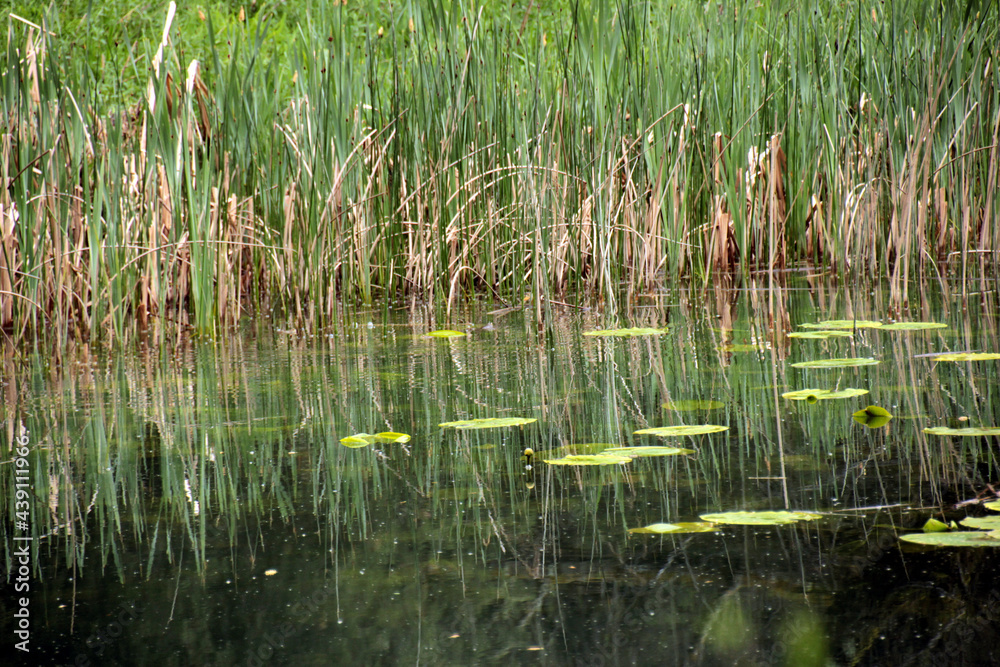 Reflections of riparian vegetation and water lilies in the Lobos river canyon. Reflections of riparian vegetation and water lilies in the Lobos river canyon.