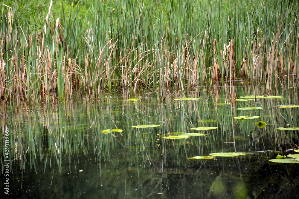 Reflections of riparian vegetation and water lilies in the Lobos river canyon.