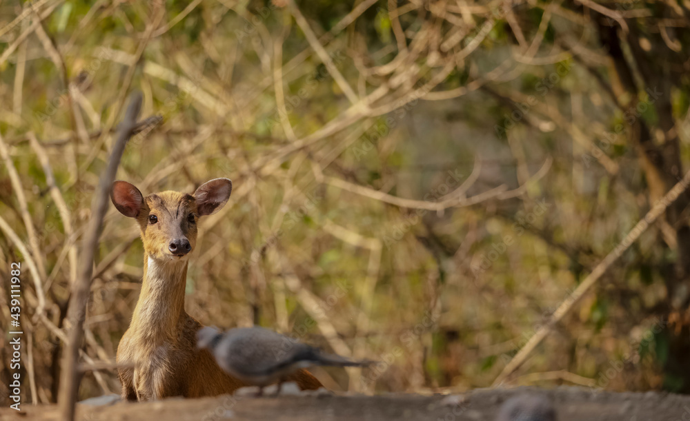Fototapeta premium Barking deer or Indian muntjac (Muntiacus muntjak) in the forest of Sattal.