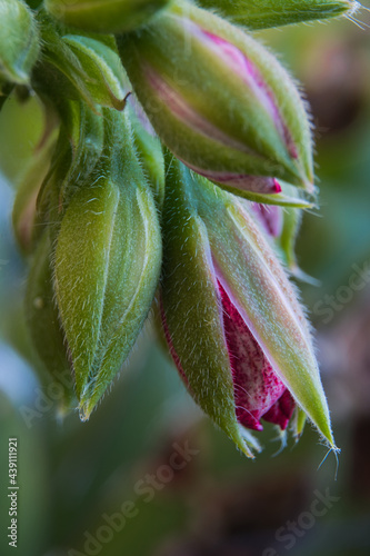 Boccioli dei fiori