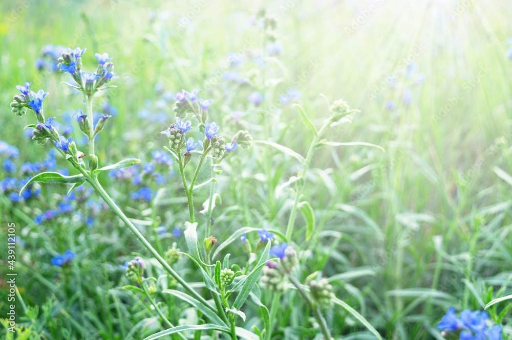 Summer flowers background. Beautiful nature scene with blooming wildflowers in the sunshine. Beautiful meadow. Summer flowers background. Beautiful nature scene with blooming wildflowers in the sunshine. Beautiful meadow.