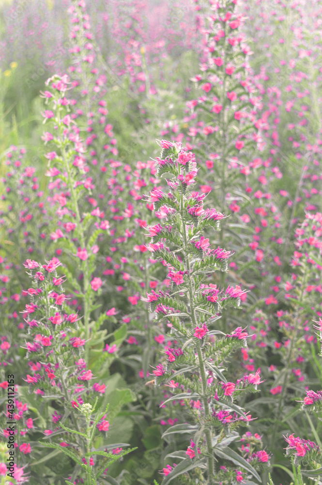 Obraz premium Beautiful wildflowers. Floral background. Vertical view. Soft toning.