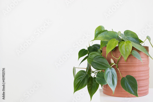 green Philodendron Hederaceum plant in pot with white background  photo
