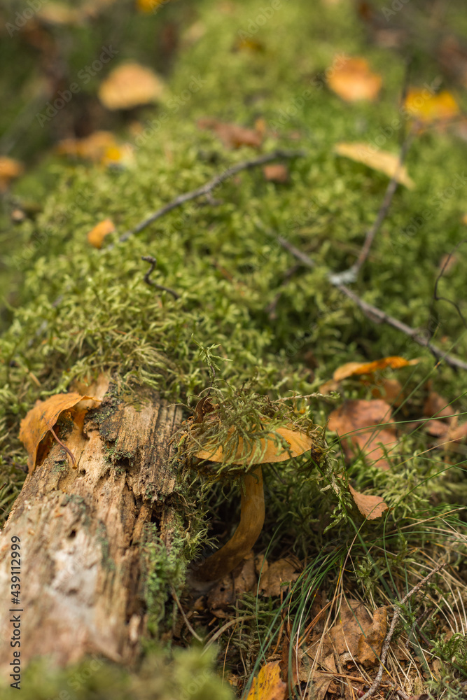 An edible mushroom - a flyworm hid in the forest in the moss next to a fallen old tree An edible mushroom - a flyworm hid in the forest in the moss next to a fallen old tree
