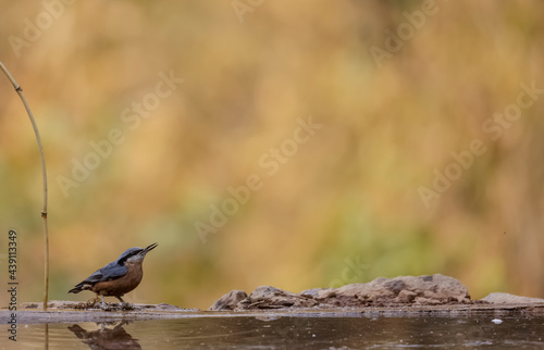 Chestnut-bellied nuthatch (Sitta cinnamoventris) bird with food on beak near water body in the forest.  photo