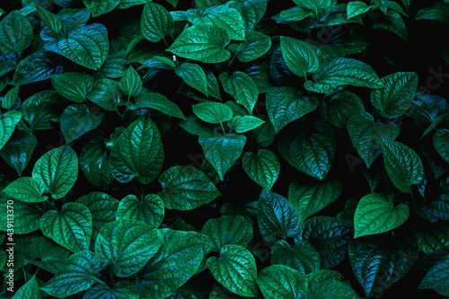 Fototapeta Naklejka Na Ścianę i Meble -  Full Frame of green Leaves Texture Background. tropical leaf