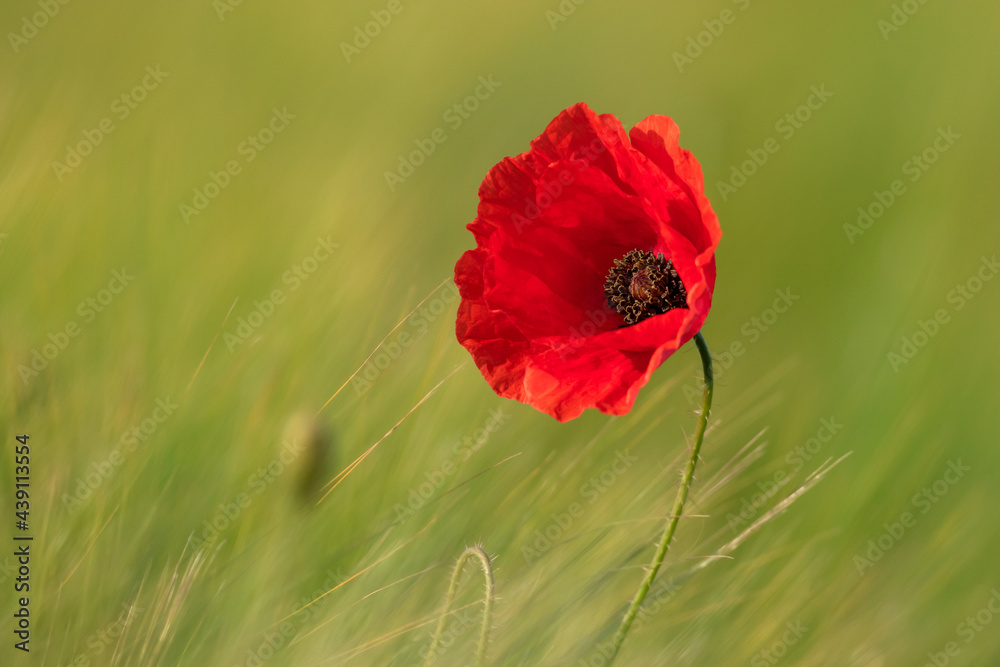 Poppies