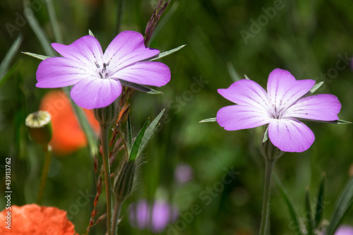 Kornrade (Agrostemma githago), Blüten