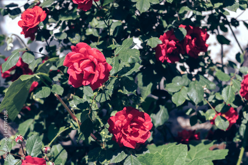 Beautiful young fresh roses. Natural background, large inflorescence of roses on a garden bush. Close up of a bush of red rosesin the courtyard. photo