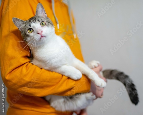 A cat with yellow or mustard eyes and a snow-white breast in the hands of a person. Mustard, orange, hands
