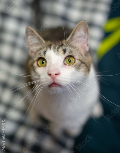 The cat looks into the frame. Mustard or yellow cat eyes. Cat ears. Gorgeous cat whiskers. White wool. Snow-white breast of a cat. The cat is ordinary. The cat is beautiful.
