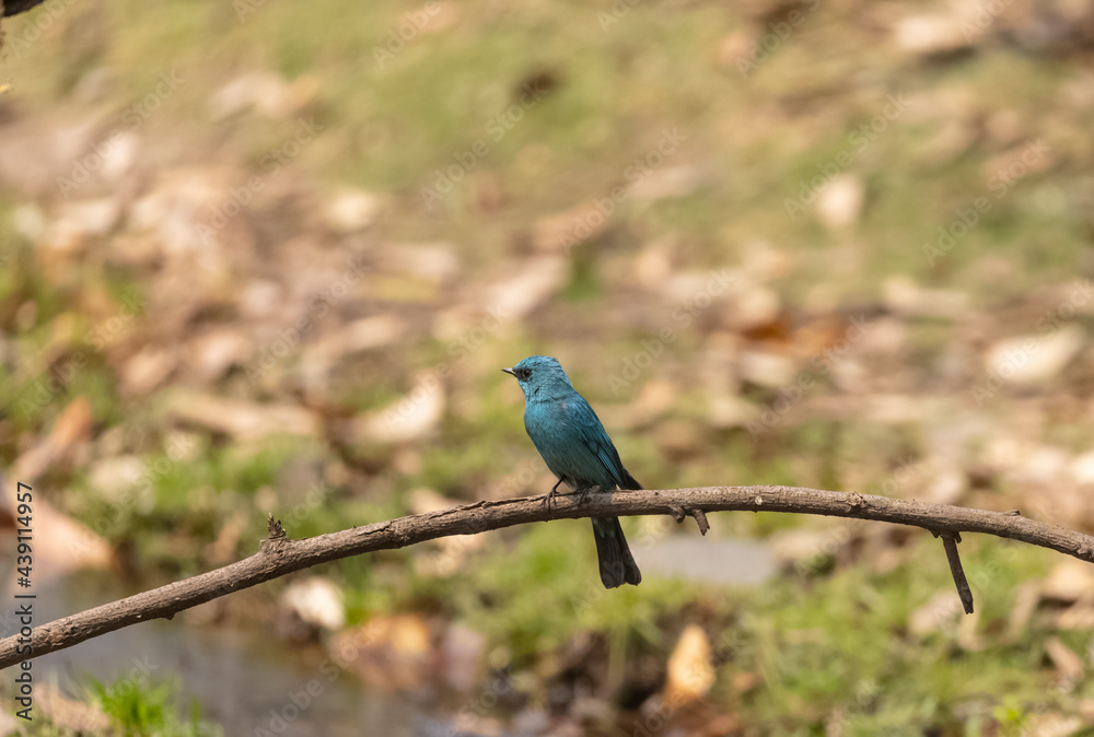 Verditer Flycatcher (Eumyias thalassinus) bird perching in the forest of Sattal. Verditer Flycatcher (Eumyias thalassinus) bird perching in the forest of Sattal.