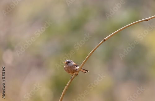 Blue-winged Minla (Siva cyanouroptera), also known as the blue-winged Siva, is a species of bird in the family Leiothrichidae at Sattal. photo