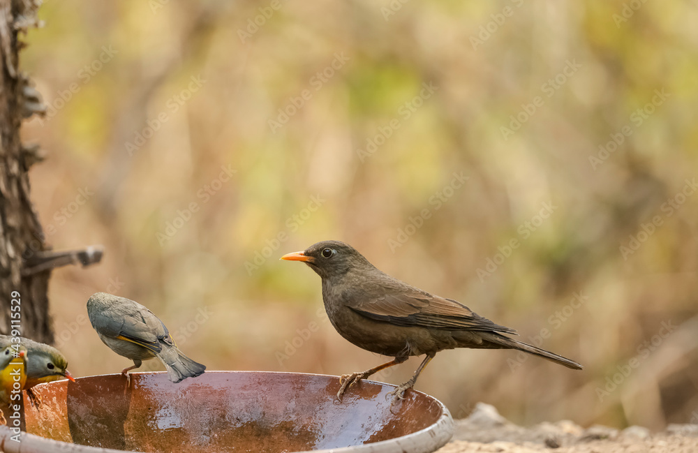 Common blackbird (Turdus merula) female bird sitting near water body in forest. Common blackbird (Turdus merula) female bird sitting near water body in forest.