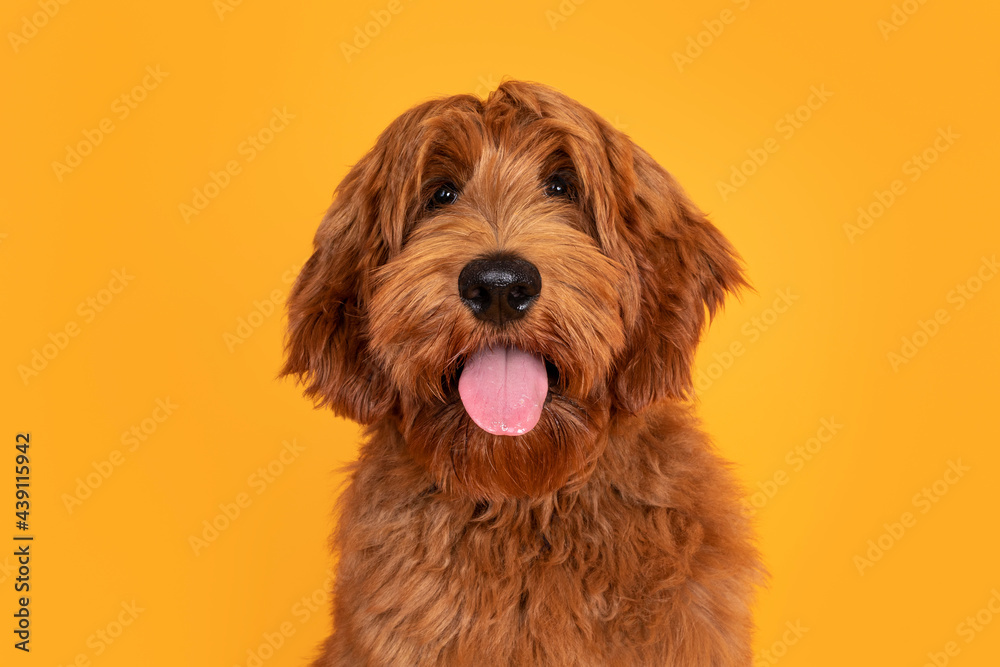 Head shot of handsome male Cobberdog aka labradoodle, sitting up facing front. Looking towards camera with friendly face and tongue out. Isolated on orange yellow background. Head shot of handsome male Cobberdog aka labradoodle, sitting up facing front. Looking towards camera with friendly face and tongue out. Isolated on orange yellow background.