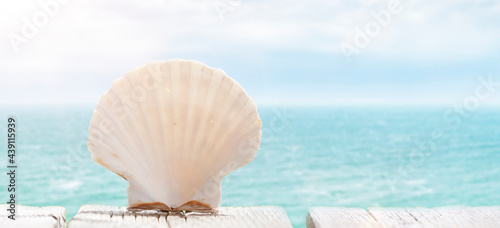 Jakobsmuschel am Strand mit Meer im Hintergrund