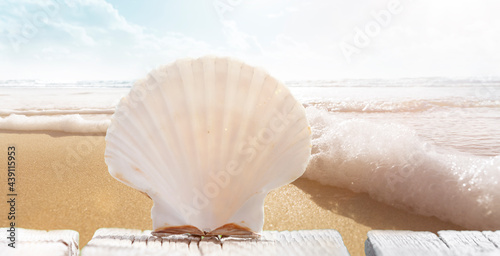 Jakobsmuschel am Strand mit Meer im Hintergrund