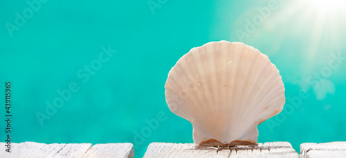 Jakobsmuschel am Strand mit Meer im Hintergrund