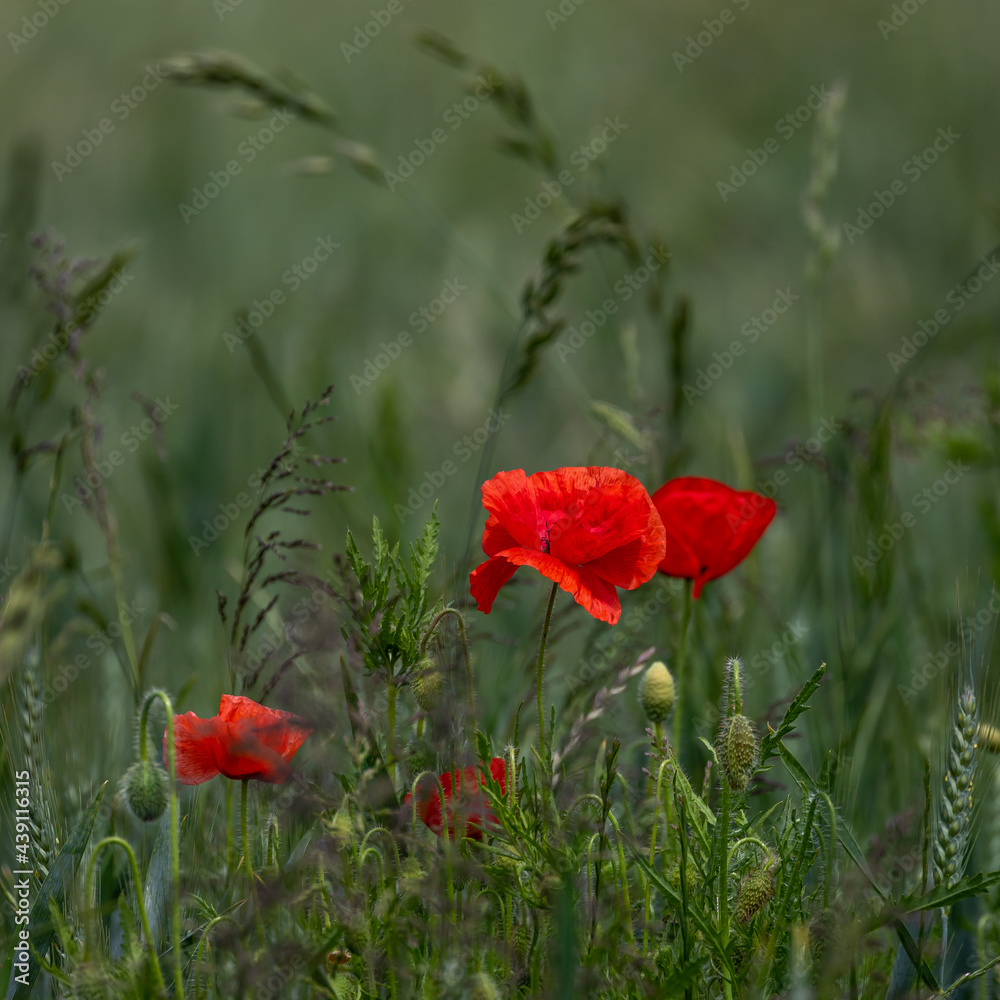 Fototapeta premium red poppy in the field