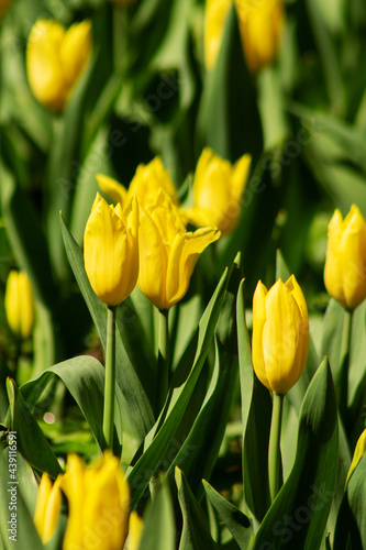 garden tulip flowers in early spring in a flower bed