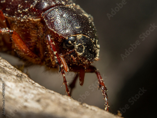Common chafer © Christian