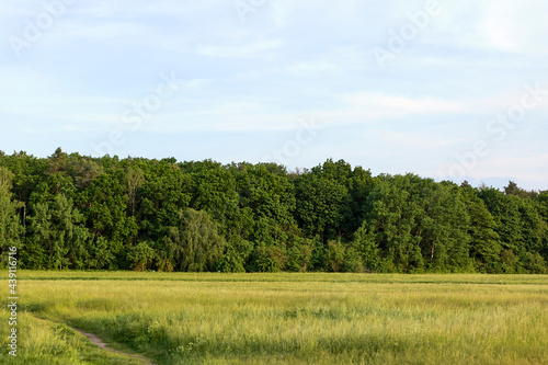 field of grass and trees