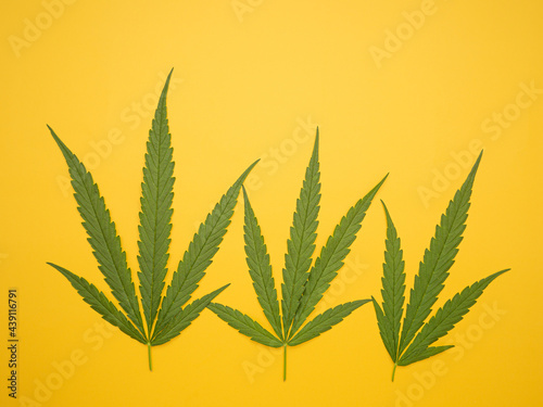 Top view of green cannabis leaves isolated on yellow background. Alternative medicine. Growing organic cannabis herb on the farm. Marijuana plantation for medical concept