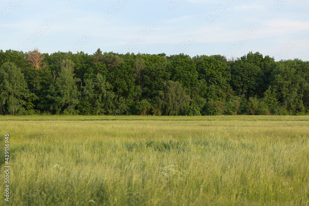 Fototapeta premium field of grass and trees