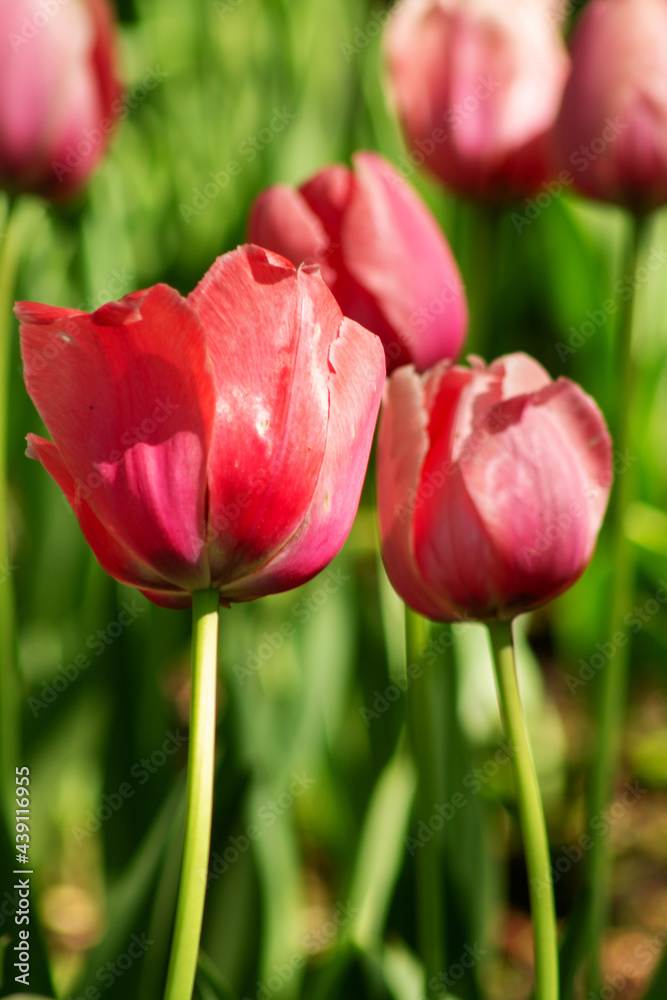 garden tulip flowers in early spring in a flower bed garden tulip flowers in early spring in a flower bed
